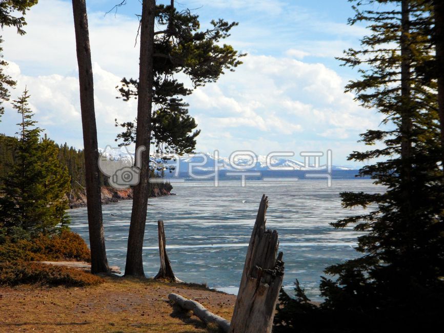 옐로우스톤,국립,공원,호수,미국,와이오밍,유네스코,세계자연유산,자연,옥외,물,풍경,경치,경관,yellowstone,national,park,lake,usa,wyoming,unesco,worldheritage,nature,outdoors,water,landscape,scenic,scenery,wood,식물,plant,나무,tree