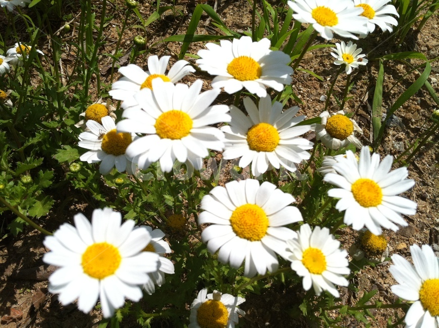 꽃,흰꽃,식물,국화류,수수한꽃,식물,자연,plants,nature,꽃,flower