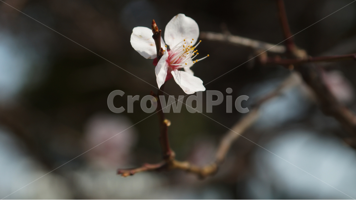 벚꽃,꽃,봄,정서,따뜻함,나뭇가지,봄,계절,spring,season,식물,자연,plants,nature,꽃,flower,plant