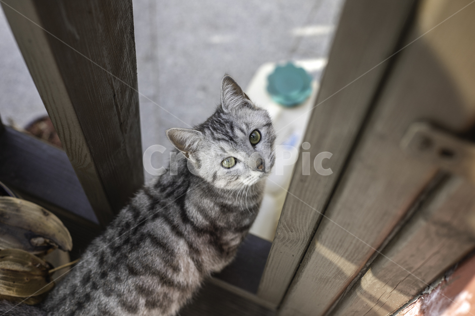 고양이,절,겨울,감성,필름,동물,animal,포유류,mammal,고양이,cat,kitten,kitty