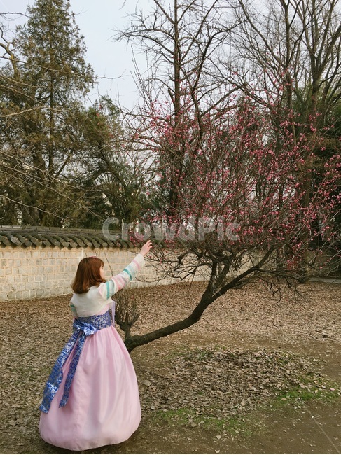 전주,한옥마을,한복,인물,전통의상,한국,한국문화,한국전통,한국역사,나무,풍경,jeonju,koreanculture,koreanhistory,koreantraditional,hanbok,한복,한국전통의상,hanbok,korean traditional clothes,사람,인물,인간,human,person,여성,여자,woman,female,lady
