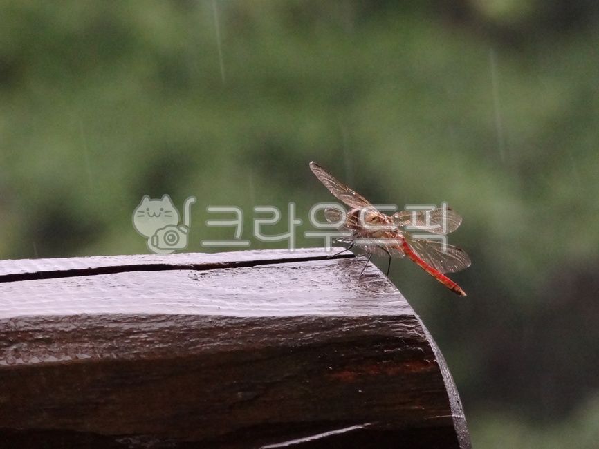 heat,rain,rainy season,wet,summer,dragonfly,monsoon rain,red dragonfly,wings,insect,animal,humidity,season,invertebrate