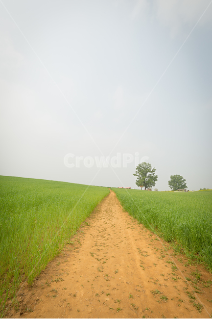 길,공원,나무,감성사진,풍경,자연,풍경,nature,landscape,road,도로