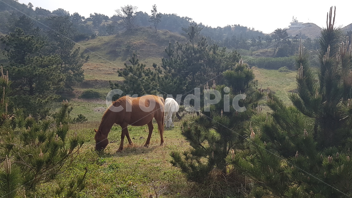 horse,말,제주도,자연,outdoors,grassland