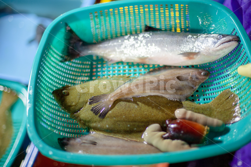 생선회,해물,회,요리,수산시장,음식,식재료,요리,food,cook,meal,dishes,food reserves,수산물,해산물,fishery products,seafood