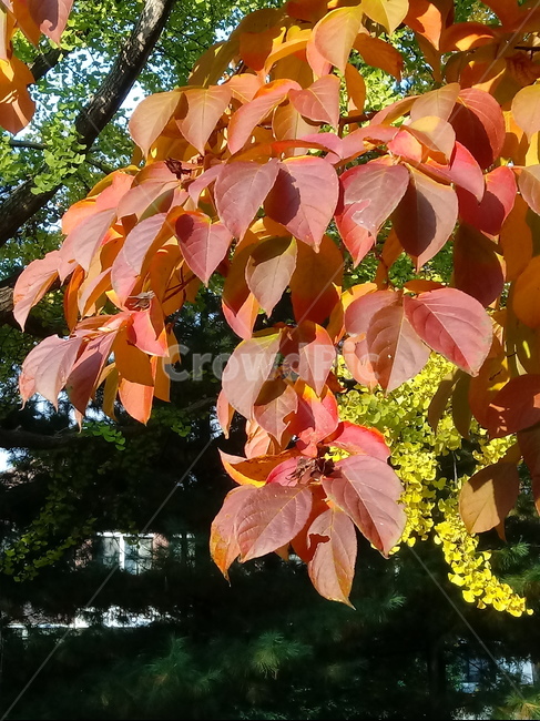가을,단풍,낙엽,maple,plant,식물,단풍나무,단풍잎,leaf,잎,tree,나무,계절,fallautumnseason,가을단풍,자연,풍경,경치,가을,계절,fall,autumn,season,식물,자연,plants,nature,나무,trees,wood,veins,정맥