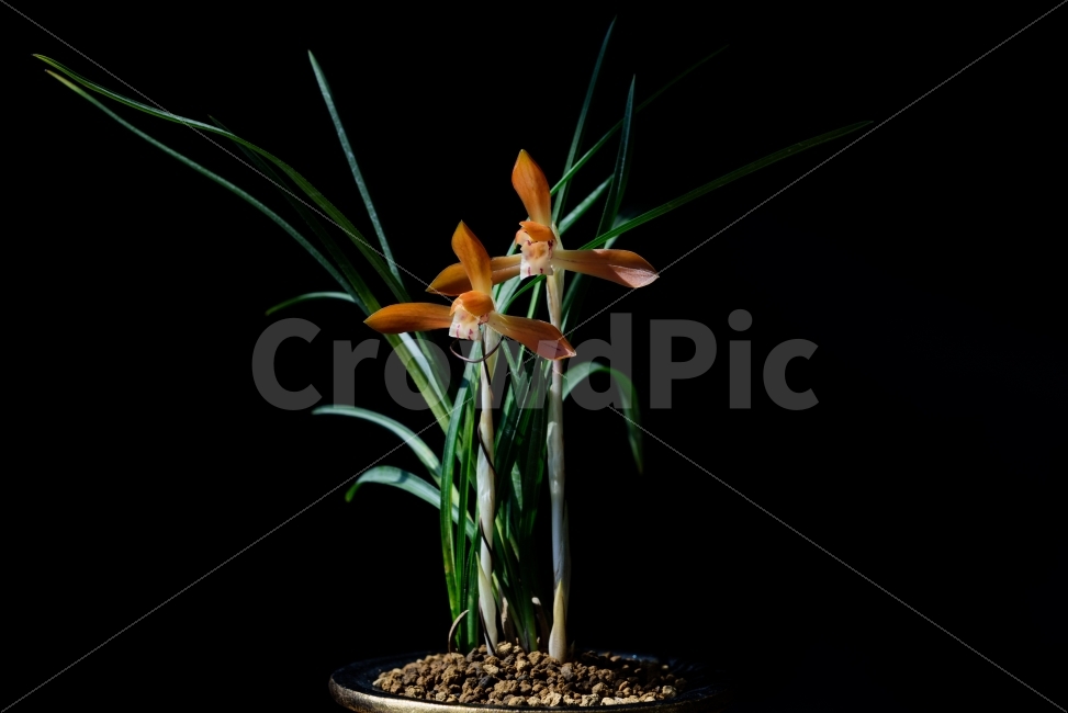 춘난,춘란,꽃,난꽃,식물,식물,자연,plants,nature,꽃,flower