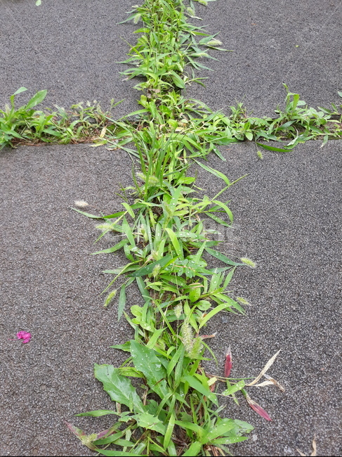 아스팔트,타맥,바닥,십자가,잔디,식물,자연,plants,nature