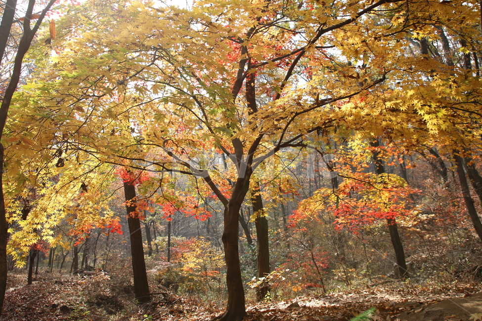 풍경,가을,단풍,나무,햇살,포근한,가을,계절,fall,autumn,season,식물,자연,plants,nature,나무,trees,wood,tree,plant,tree trunk,나무 줄기