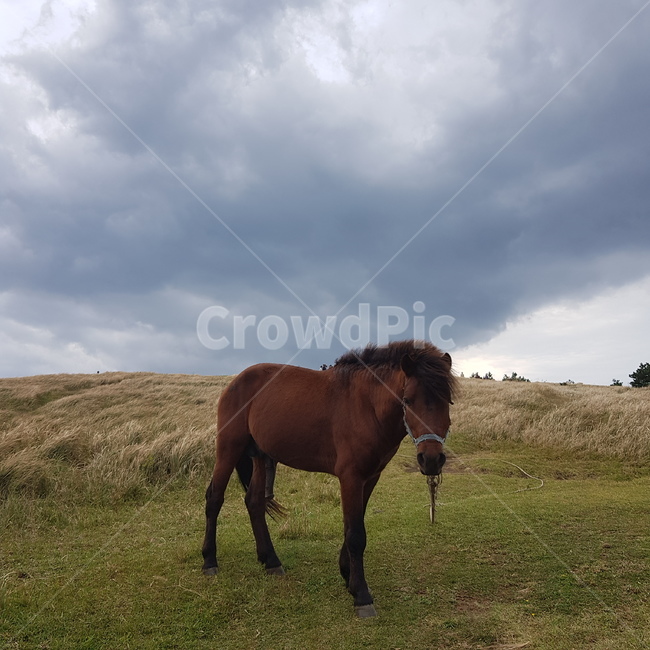 nature,자연,outdoors,옥외,mammal,포유류,animal,동물,말,horse,풍경,가을,landscape,autumn,감성,동물,animal,포유류,mammal