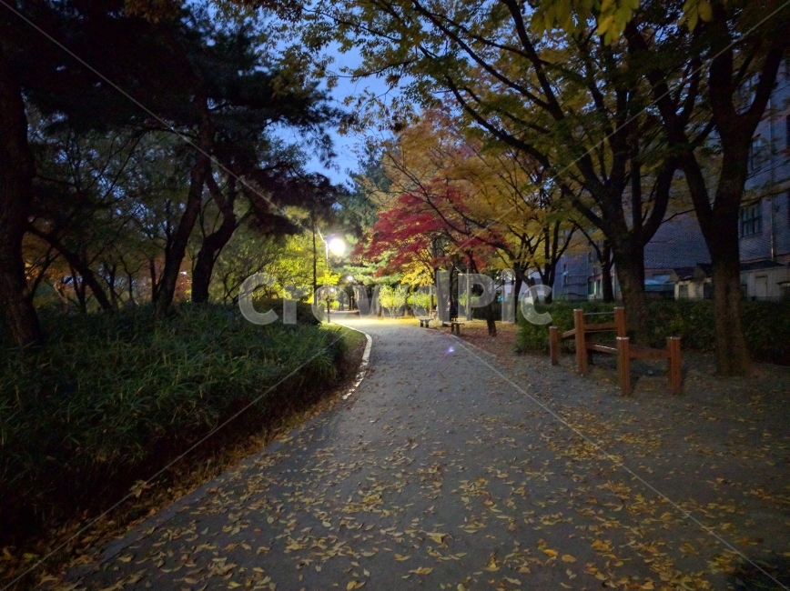가을,단풍,공원,야경,센티멘탈,가을,계절,fall,autumn,season,tree,나무,plant,식물,tree trunk,나무 줄기