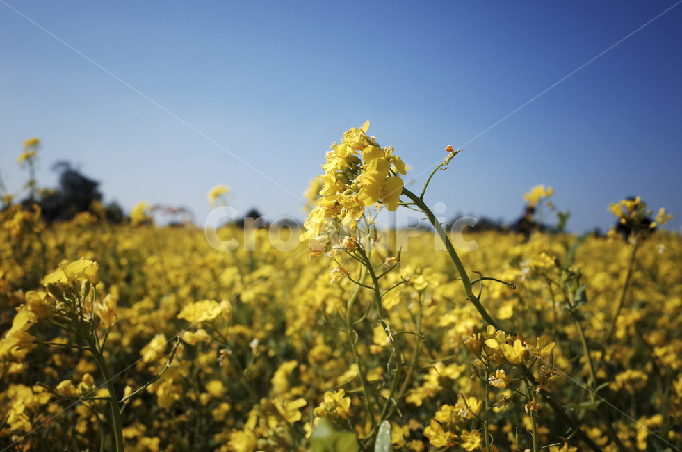 유채꽃,유채,노란꽃,봄,봄꽃,flower,yellow,spring,field,들,outdoors,옥외,nature,자연,봄,계절,spring,season