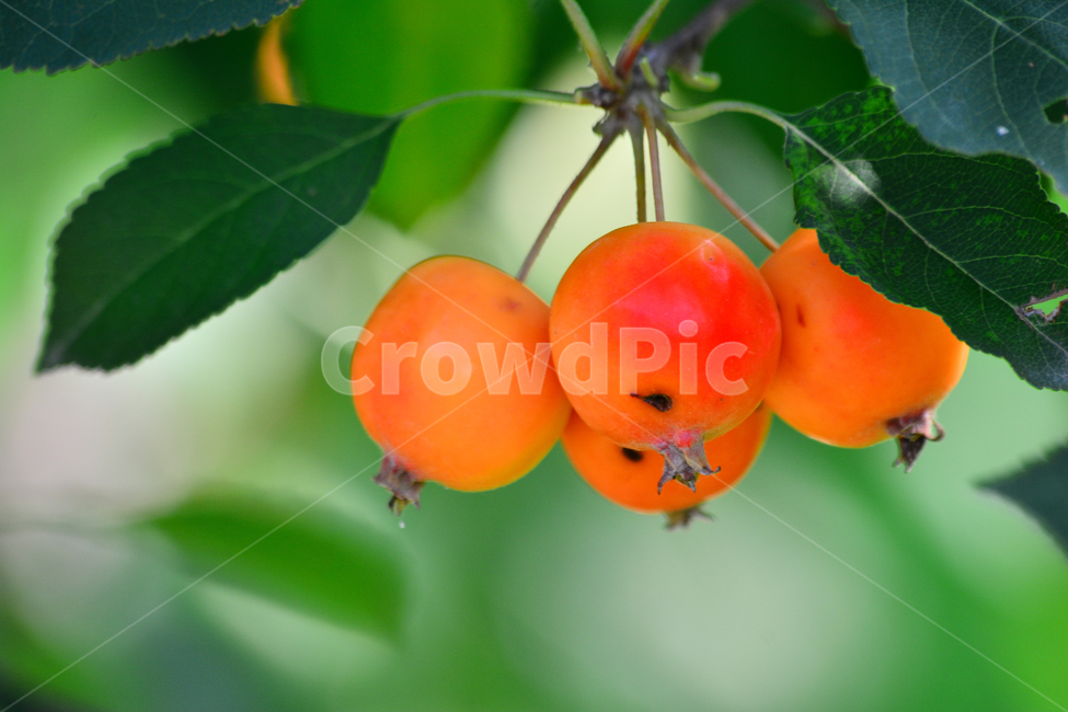 small,atmosphere,fruit,tree fruit,yellow,sour,two,red,apple,peeling,fruit tree,jam,fruition,ripe,sensible,macro,green,baby apple,feeling,juice,leaf,food,orange,side by side,emotion,dessert,orchard,closeup,background,refreshing,plant,edible,sweet