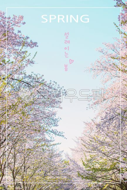 spring,spring flowers,sky,Cherry Blossom,phrase,cherryblossom,emotional phrase,Emotion,pastel tone,flower