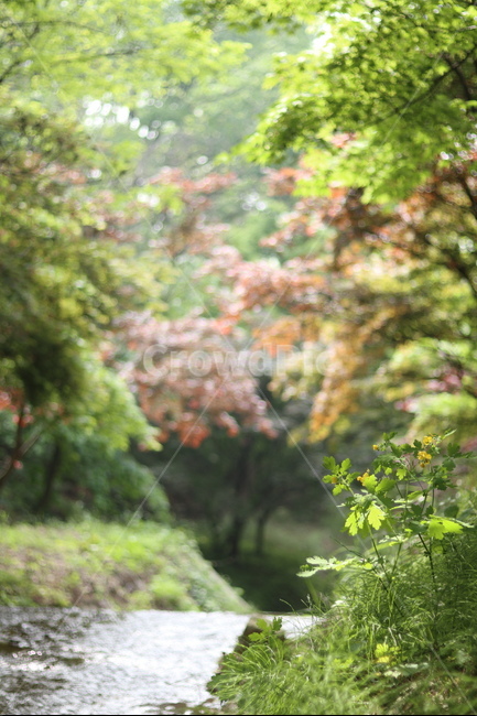 빛,단풍나무,산,연두,봄,자연,풍경,nature,landscape,한국자연풍경,한국자연경관,korea nature landscape,식물,plants,꽃,flower,plant,tree,나무,tree trunk,나무 줄기