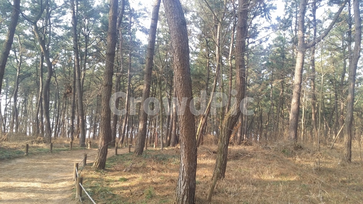자연,나무,숲,숲길,풀,tree,forest,grass,road,자연,풍경,nature,landscape,plant,식물,tree trunk,나무 줄기