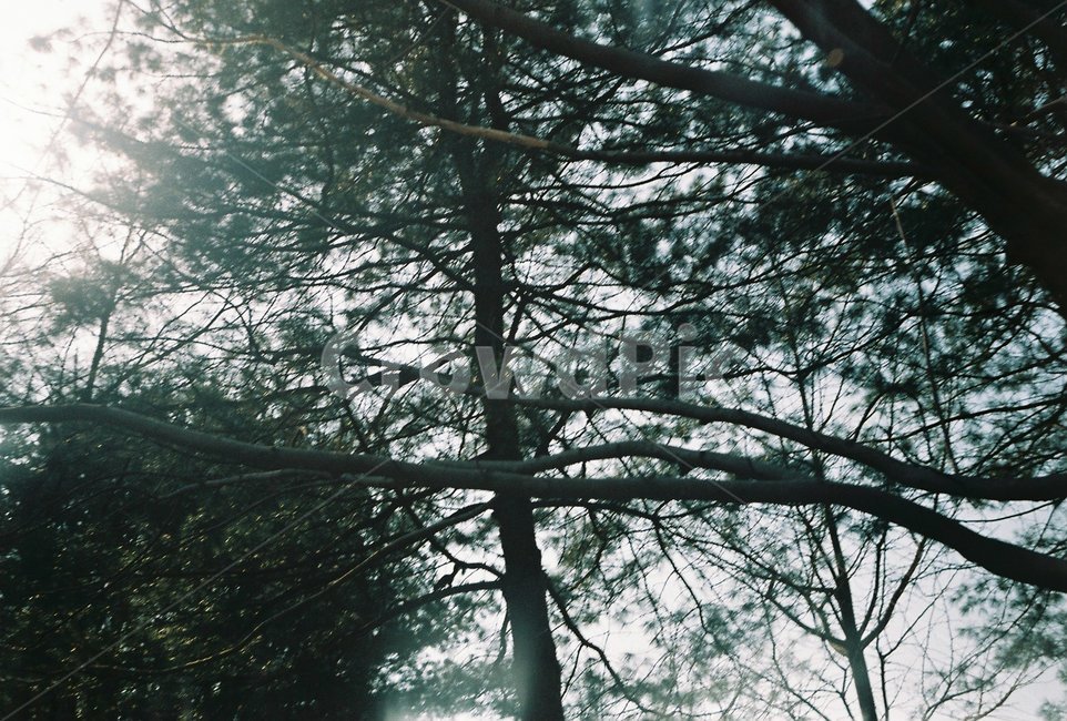 나무,웅성,하늘,친환경,필름사진,식물,자연,plants,nature,나무,trees,wood
