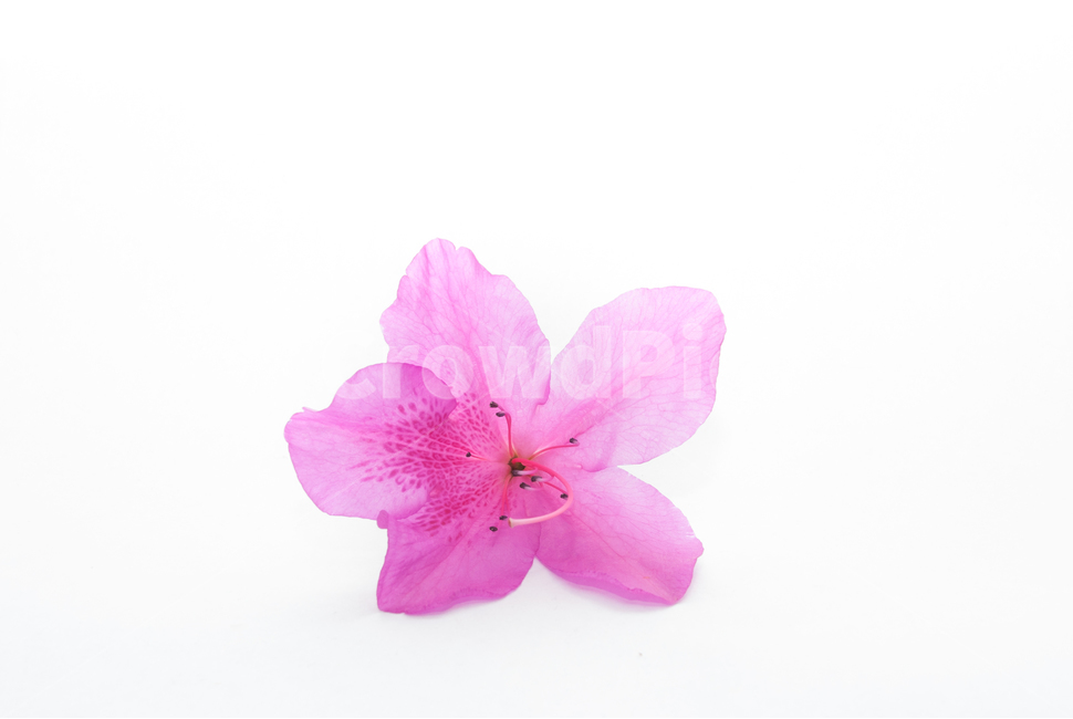 산철쭉,철쭉,누끼,배경,봄,꽃,생화,식물,조경,핑크,분홍,spring,season,flowe,자연,향기,아름다운,화사한,봄꽃,꽃잎,스튜디오,봄,계절,spring,season,식물,자연,plants,nature,꽃,flower,누끼,remove background,geranium,제라늄,plant,blossom,petal