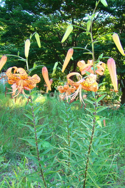 울릉도,섬말나리,꽃,flower,island,ulleung
