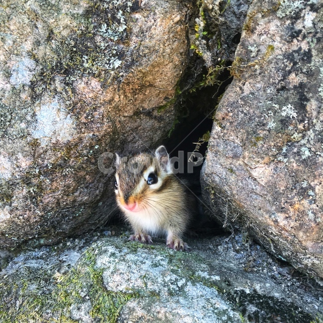 squirrel,청설모,animal,동물,rodent,설치류,mammal,포유류,다람쥐