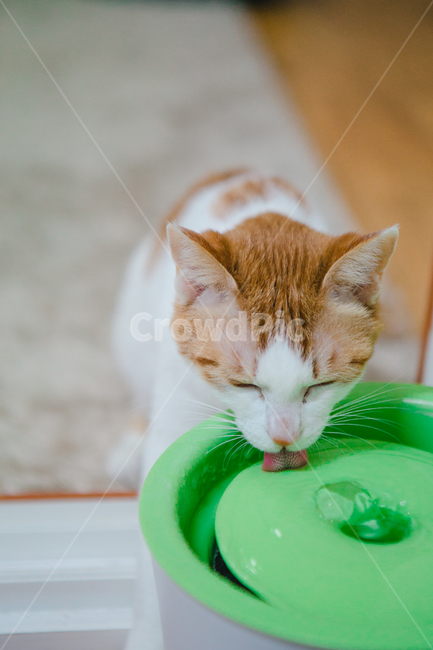 고양이,물,급수기,반려묘,cat,귀여운,동물,animal,포유류,mammal,고양이,cat,kitten,kitty