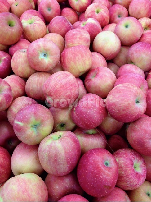 과일,사과,빨간사과,애플,apples