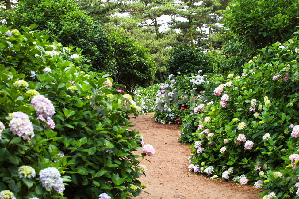 수국,풍경,6월,산수국,부케,자연,풍경,nature,landscape,garden,정원,outdoors,옥외,plant,식물,arbour,정자