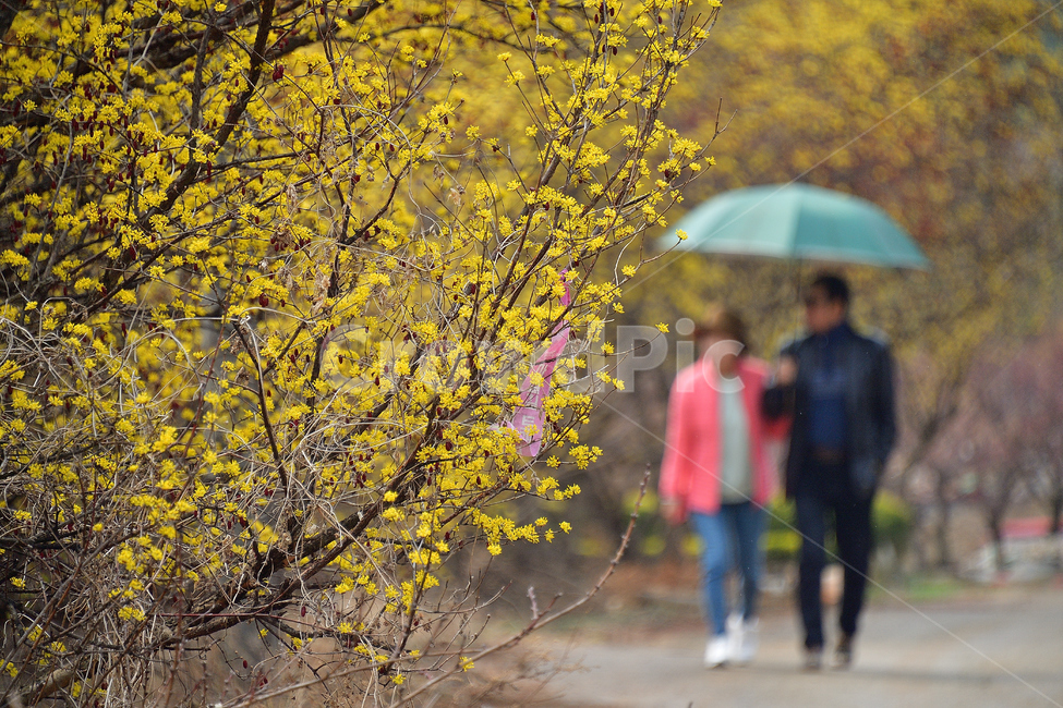 산수유,산수유꽃,커플,사람,부부,여행,나들이,동행,연인,감성,봄,계절,spring,season,식물,자연,plants,nature,꽃,flower