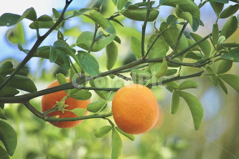 귤,열매,노란색,과일,과일나무,귤나무,싱그러운,여름,과일,열매,fruit