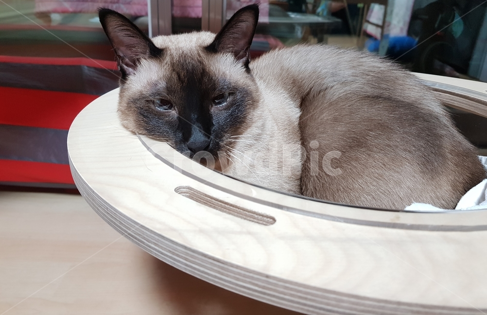 샴,샴고양이,cat,고양이,반려묘,반려,검정고양이,포유류,animal,단모,낮잠,family,휴식,rest,애완동물,pet,동물,동물,animal,포유류,mammal,고양이,cat,kitten,kitty