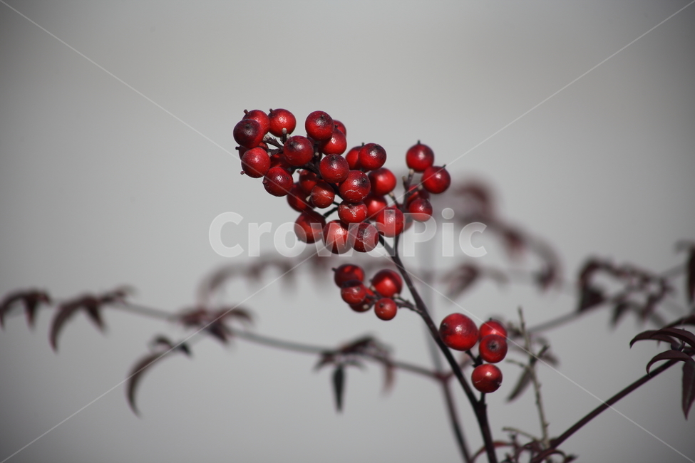 남천,식물,열매,빨강,nandina,남천열매,식물,자연,plants,nature,과일,열매,fruit
