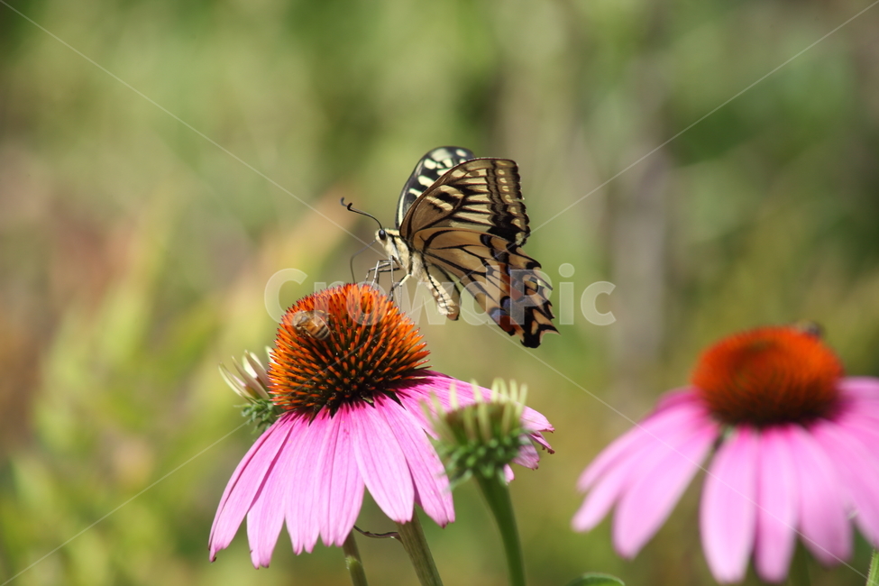 에키네시아,나비,호랑나비,echinacea,swallowtailbutterfly
