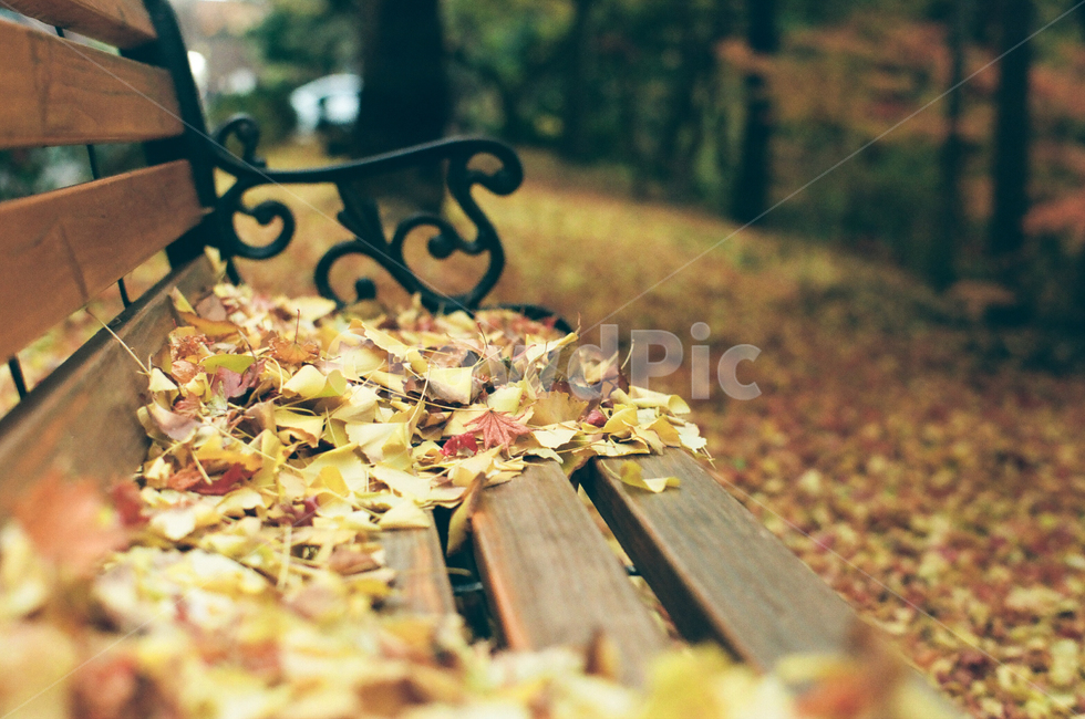 가을,감성사진,필름사진,낙엽,야외,은행잎,늦가을,filmphotography,벤치,공원벤치,가을,계절,fall,autumn,season,식물,자연,plants,nature