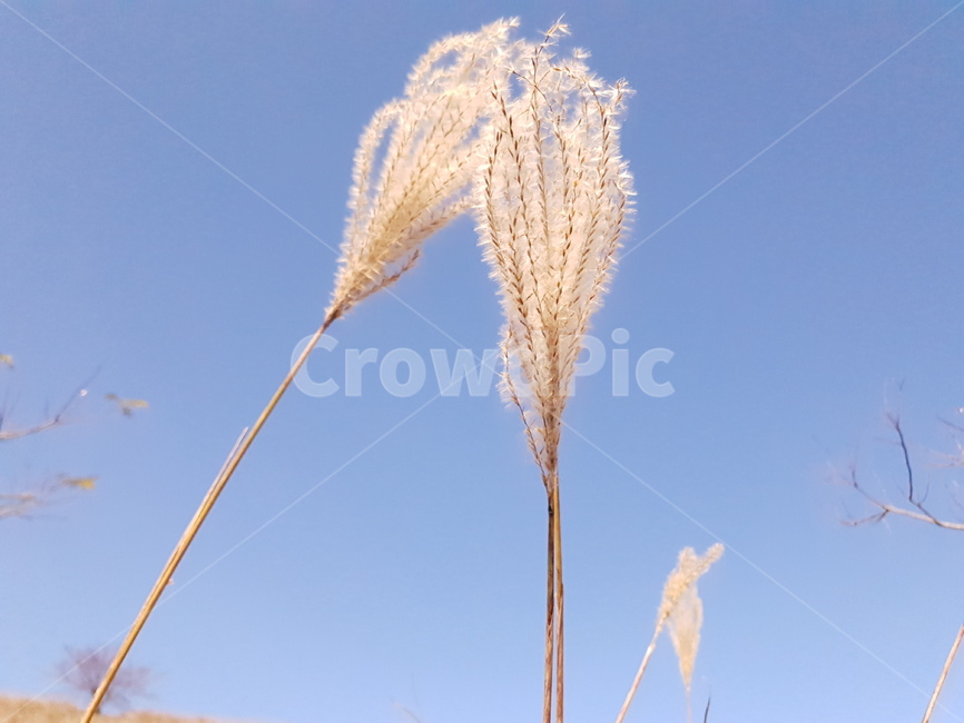 plant, 식물, grass, 잔디, 갈대, 사진,이미지,일러스트,캘리그라피 - 아웃사이드작가