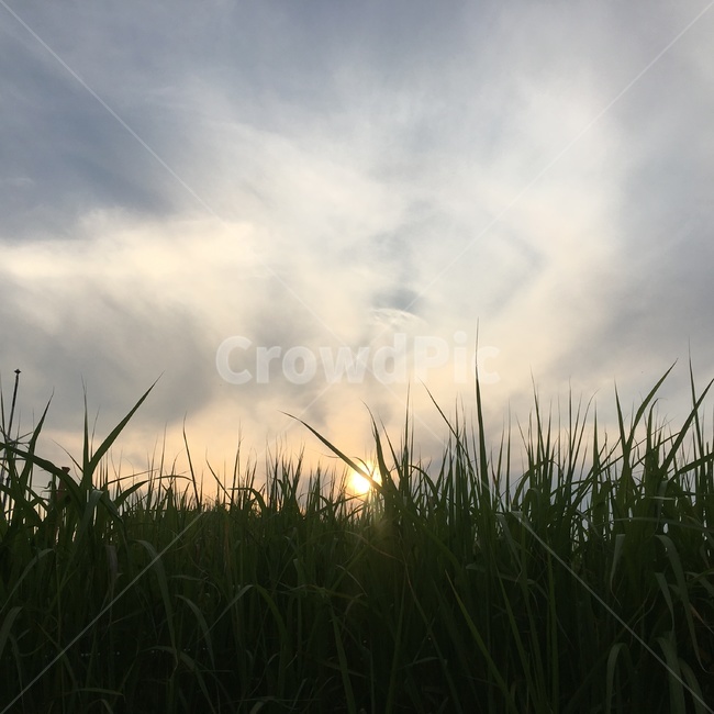 자연,plant,식물,grass,잔디,nature,자연,풍경,nature,landscape