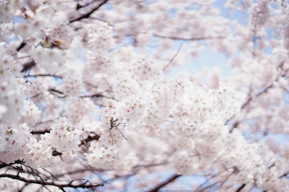 벚꽃,사쿠라,봄꽃,꽃놀이,꽃구경,spring,봄,계절,spring,season,식물,자연,plants,nature,꽃,flower,plant