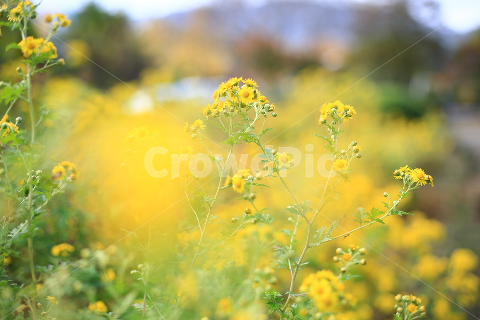 꽃,국화,가을,자연,식물,노란,노랑,nature,flower,가을꽃,소국,식물,자연,plants,nature,꽃,flower