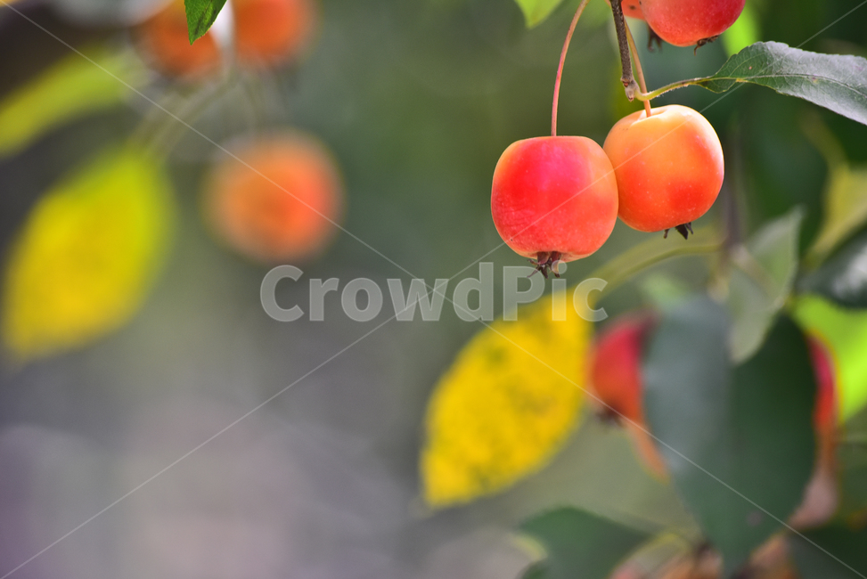 사과,애기사과,능금,과일,식용,음식,푸드,apple,fruit,간식,디저트,먹거리,구연산,달콤,새콤,나무열매,열매,food,plant,식물,배경,바탕,백그라운드,background,빨강색,레드,과일,열매,fruit
