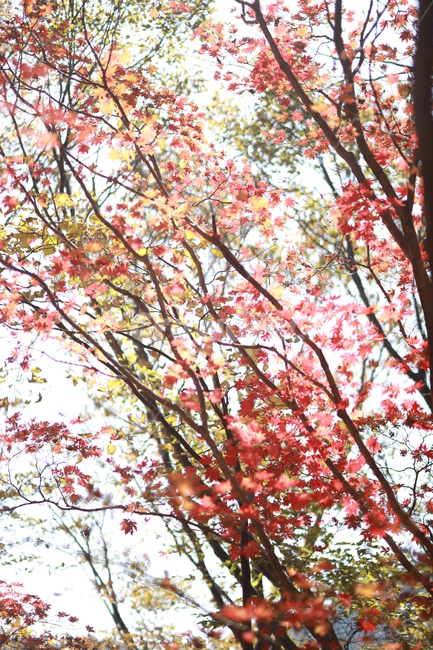 식물,plant,단풍,풍경,붉은단풍