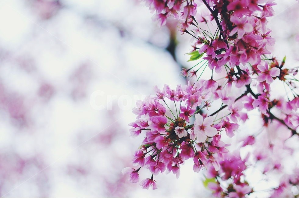 감성사진,봄,꽃,매화,사랑,감사,봄날,봄꽃,4월,벚꽃,진달래,봄,계절,spring,season,식물,자연,plants,nature,꽃,flower,감성,sensible,feeling,plant,blossom