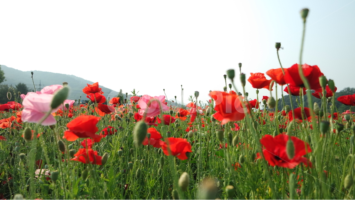 양귀비,양귀비꽃,꽃축제,꽃,꽃사진,식물,자연,plants,nature,꽃,flower