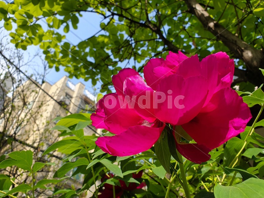 날씨,꽃,도심속꽃,꽃공원,꽃장식,식물,자연,plants,nature,꽃,flower