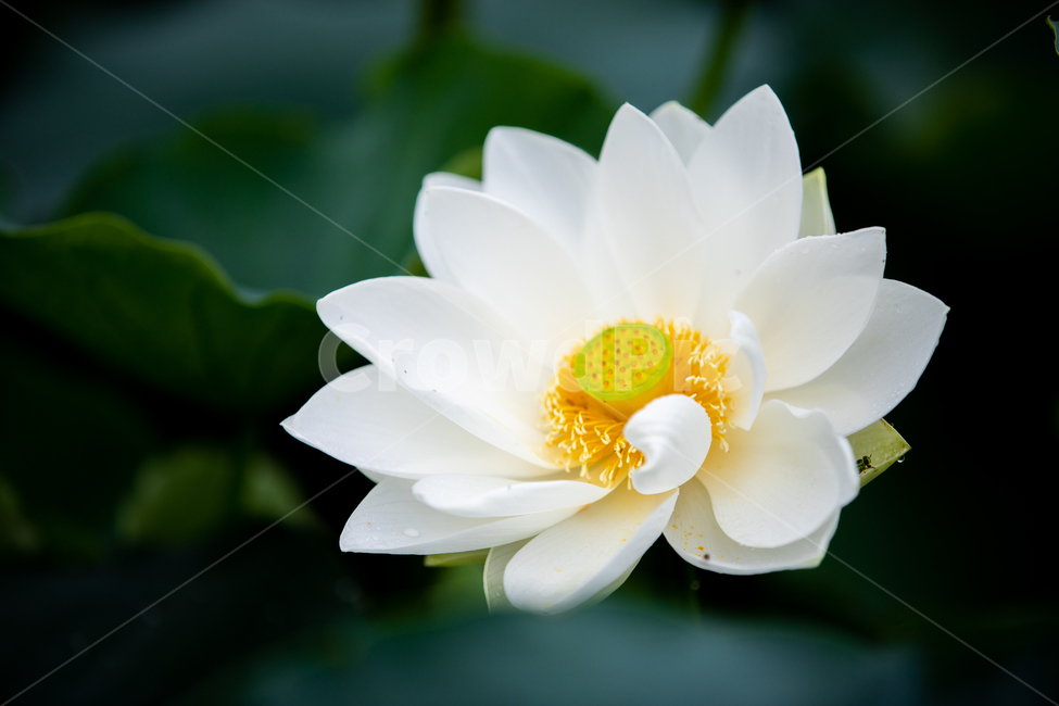 연꽃,여름,연잎,자연,flower