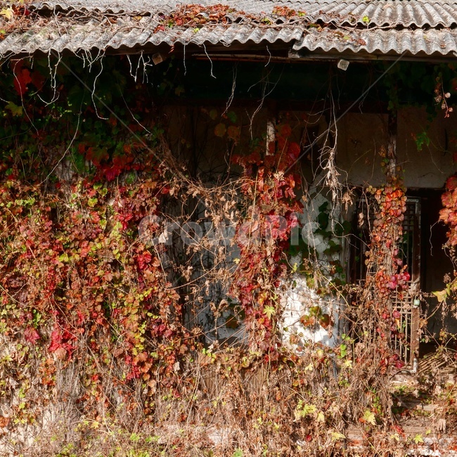 시골,빈집,가을,가을풍경,폐가,시골폐가,가을,계절,fall,autumn,season,시골,마을,풍경,landscape,country,rural,town,식물,자연,plants,nature,빈티지사진,빈티지느낌,빈티지감성,vintage,plant