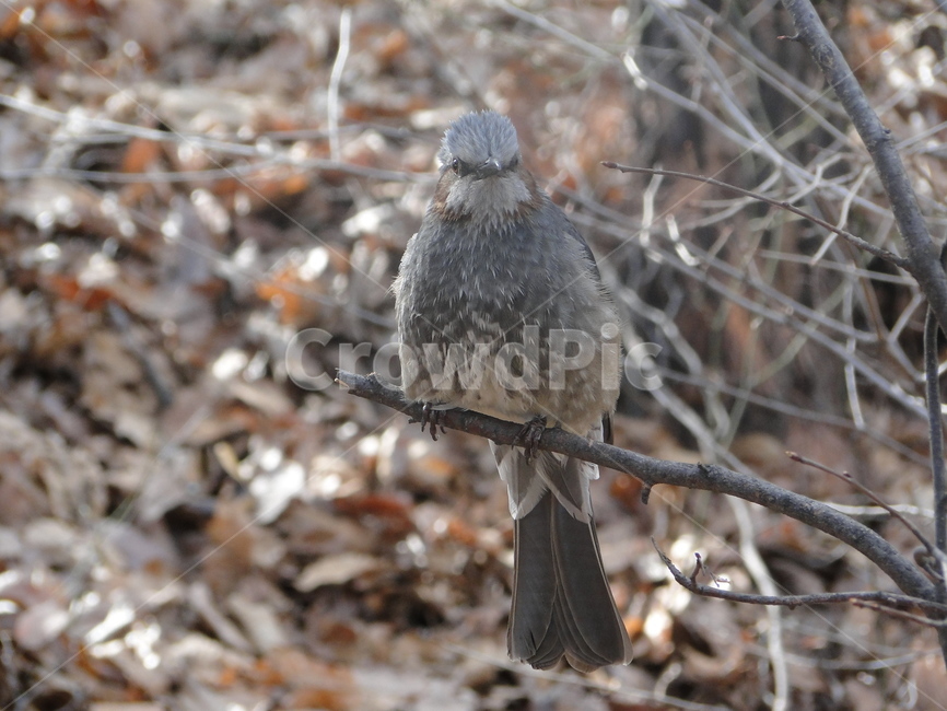 새,참새,동물,bird,animal