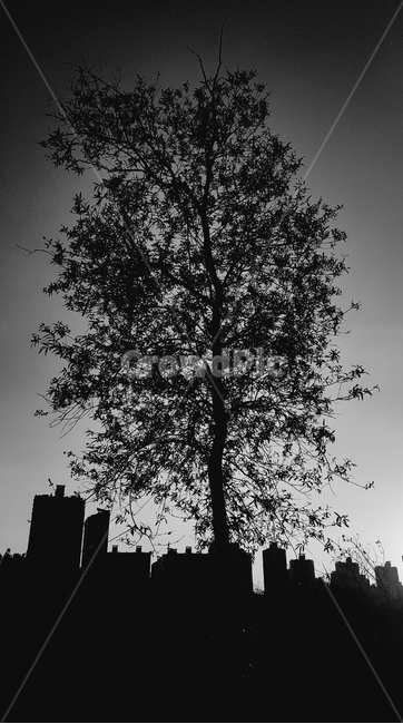 나무,자연,도심,흑백,감성,한강,서울,식물,자연,plants,nature,나무,trees,wood,흑백,모노톤,monochrome,black and white