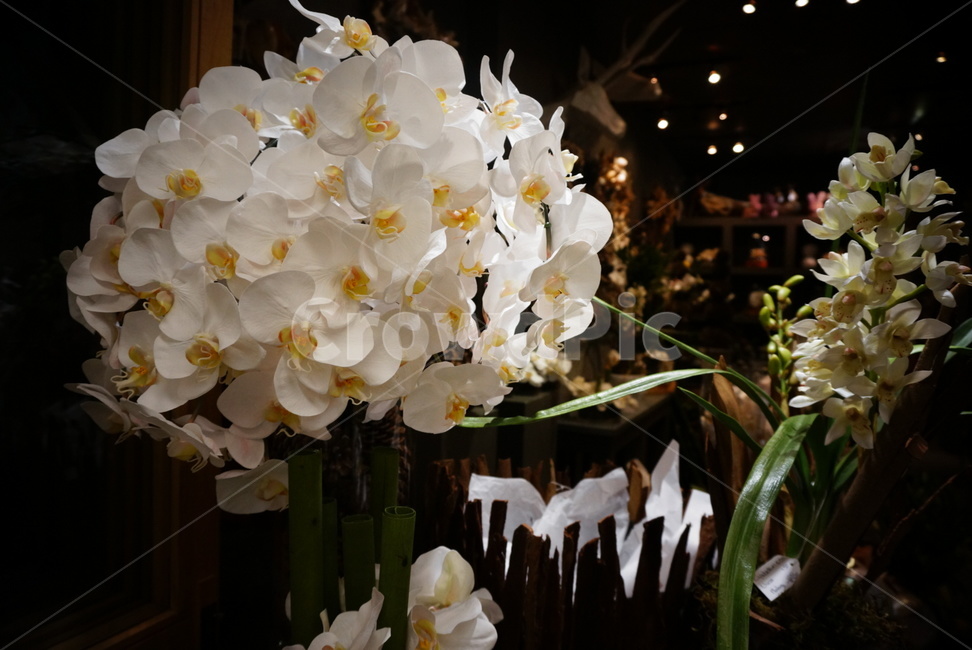 꽃,서양란,화이트,플라워,인테리어,소품,식물,자연,plants,nature,꽃,flower