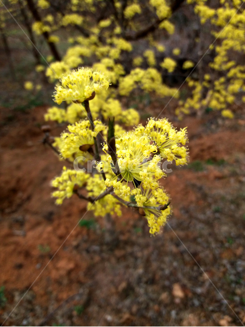 산수유,만개,노란꽃,봄꽃,꽃나무,봄나무,한국꽃,식물,자연,plants,nature,꽃,flower