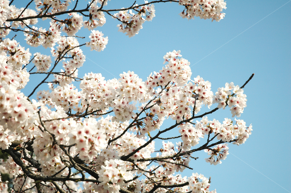 벚꽃,벗꽃,식물,자연,봄꽃,여백,하늘,배경화면,봄,계절,spring,season,plant,flower,꽃,cherry blossom,blossom