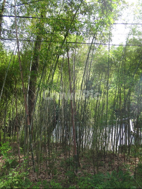 숲속,나무,자연,산속,햇살,자연,풍경,nature,landscape,plant,식물,bamboo,대나무